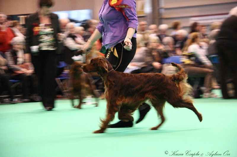 Crufts2011 909.jpg